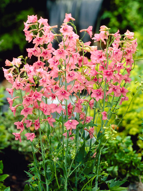 Acheter Delphinium Pink Sensation