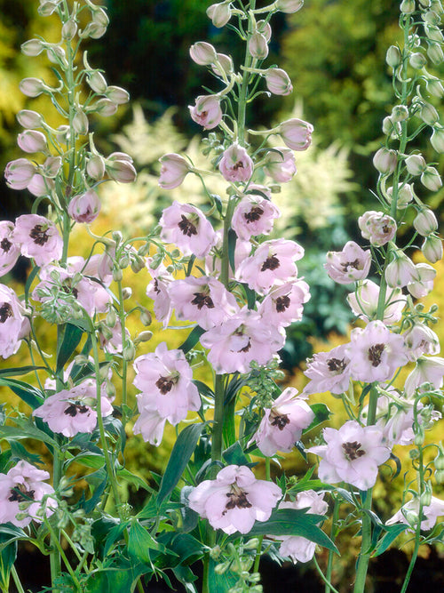 Acheter Delphinium Sky Sensation Plantes Vivaces