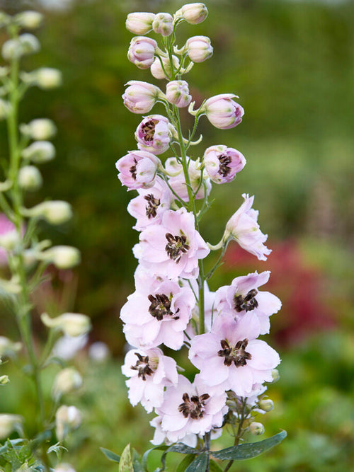 Delphinium Sky Sensation