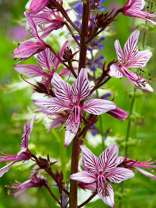 Acheter Dictamnus Albus Fraxinelle plantes vivaces