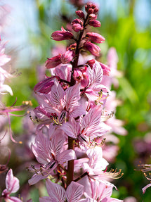 Dictamnus Albus (Fraxinelle ou Buisson ardent)