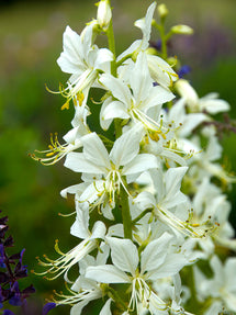 Dictamnus Albus Albiflorus (Fraxinelle à fleurs blanches)