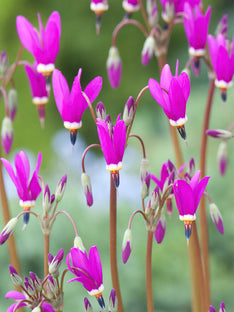 Dodecatheon Red Wings (Gyroselle de Virginie)