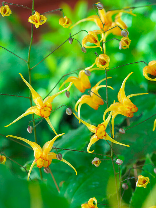 Epimedium Amber Queen, Racines Nues