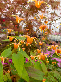 Epimedium Amber Queen (Fleur des elfes)