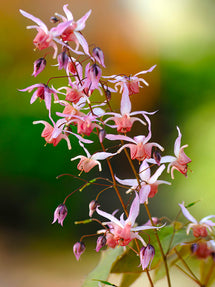 Epimedium Pink Elf (Fleur des elfes)