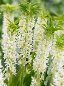 Eucomis autumnalis Blanc (Lys de l'ananas)