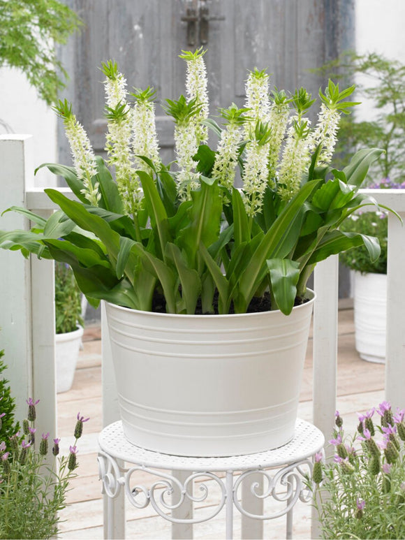 Eucomis autumnalis Blanc (Lys de l'ananas)