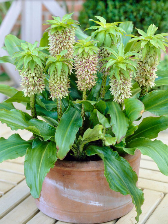 Eucomis Bicolor (Lys de l'ananas)