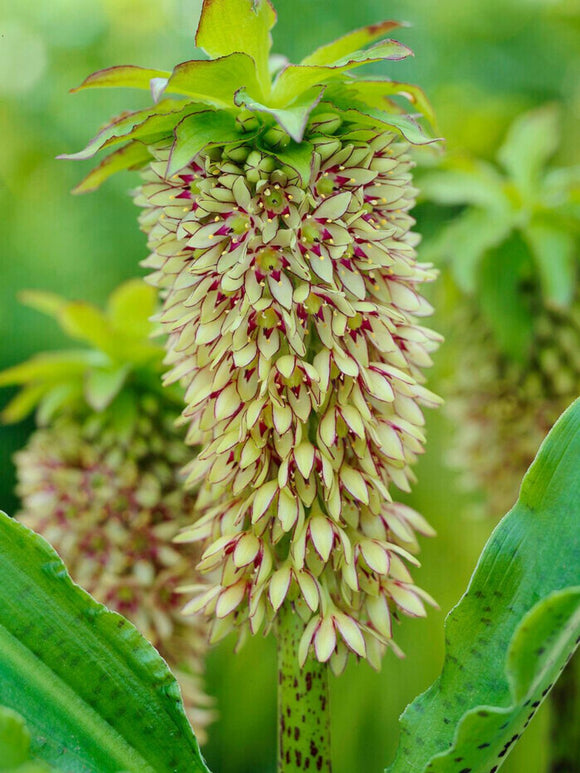 Eucomis Bicolor (Lys de l'ananas)