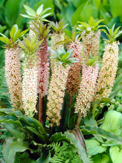 Eucomis Comosa Mixte (Lys de l'ananas)