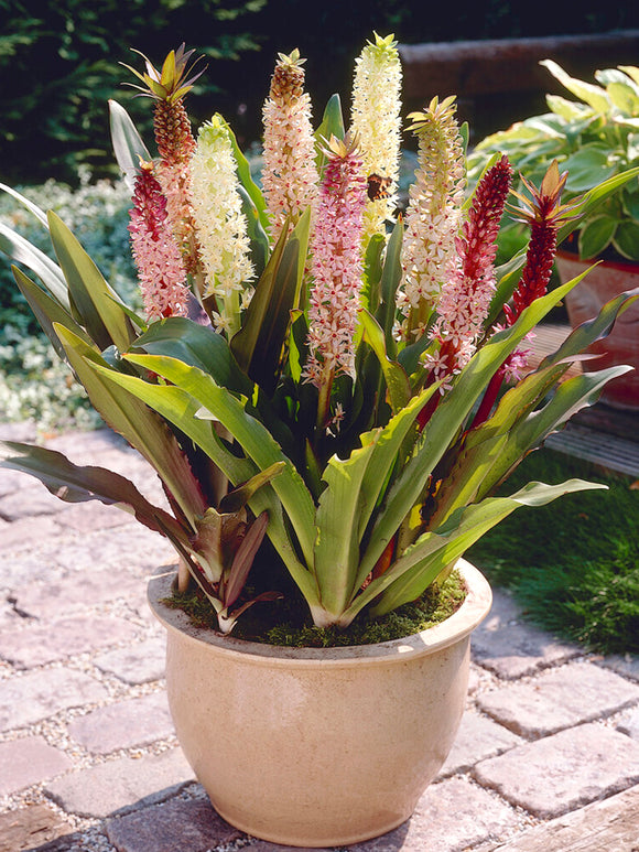 Eucomis Comosa Mixte (Lys de l'ananas)