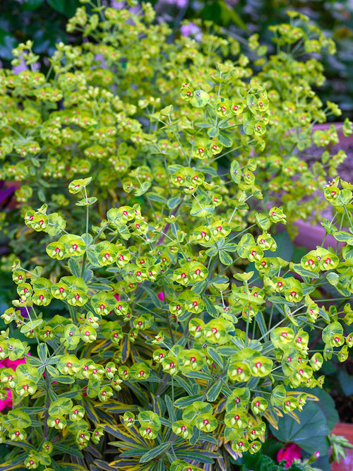 Euphorbe 'Ascot Rainbow'