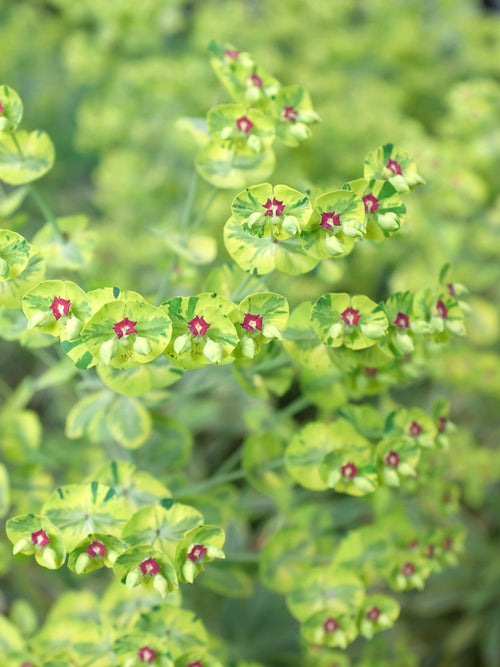 Euphorbia martinii Ascot Rainbow