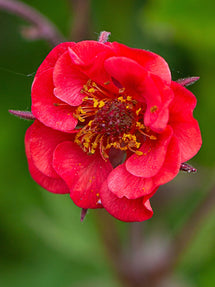 Geum (Benoîte) Flames of Passion