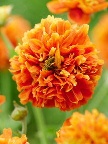 Geum (Benoîte) Orange Pumpkin