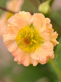 Geum (Benoîte) Totally Tangerine