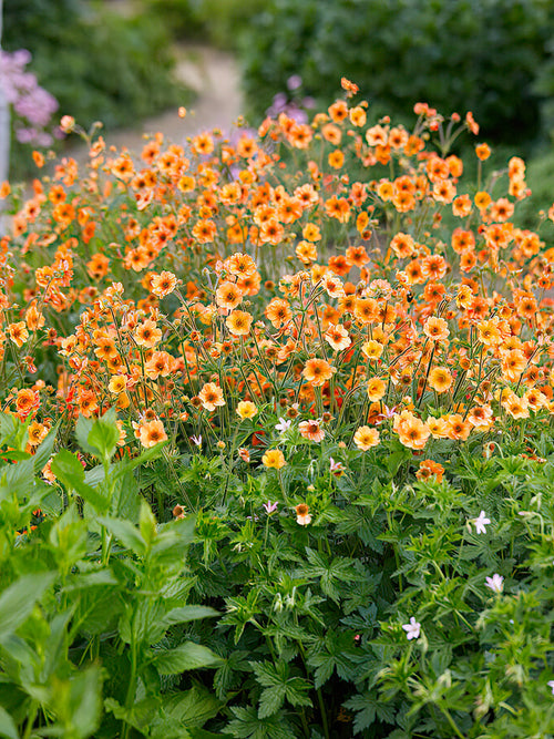 Geum Totally Tangerine Benoîte