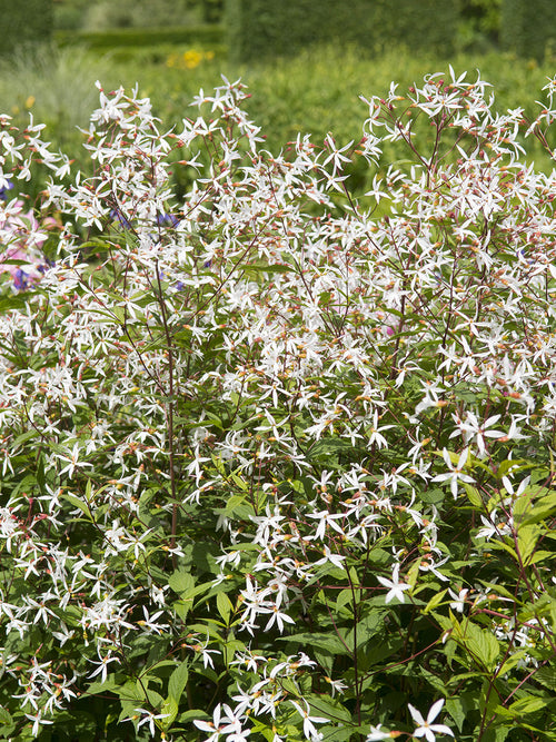 Acheter Gillenia trifoliata 