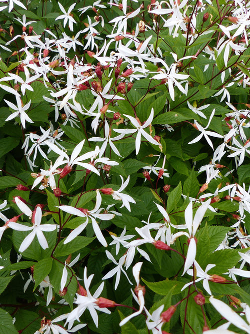 Plantes Vivaces Gillénie à trois feuilles