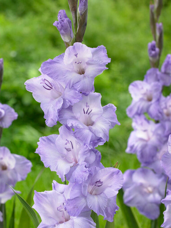 Glaïeul Milka cormes