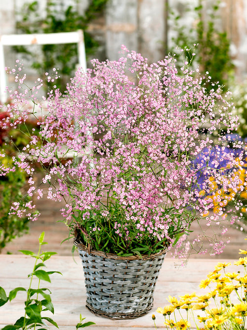 Gypsophila paniculata Rose - Achat Racines nues 