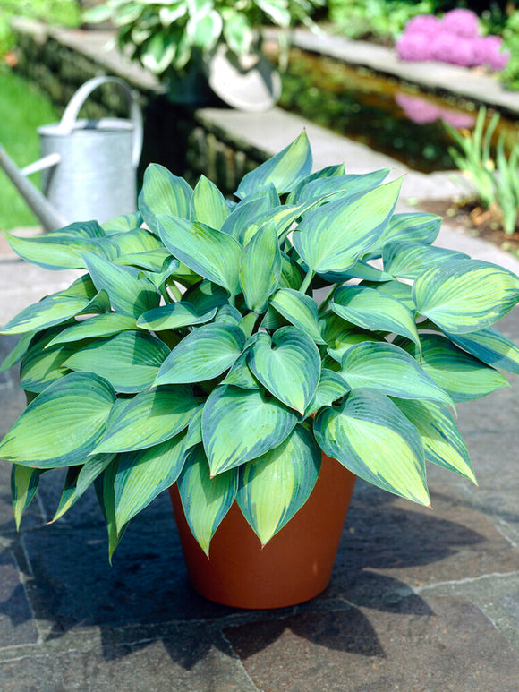 Hosta June Racines nues