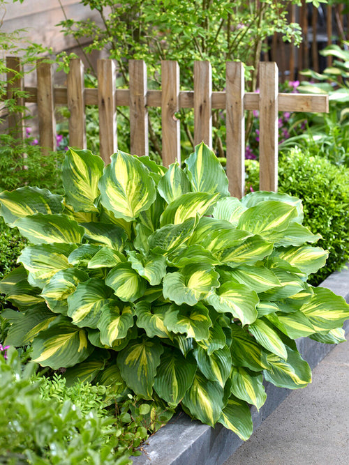 Acheter Hosta Lakeside Paisley Print