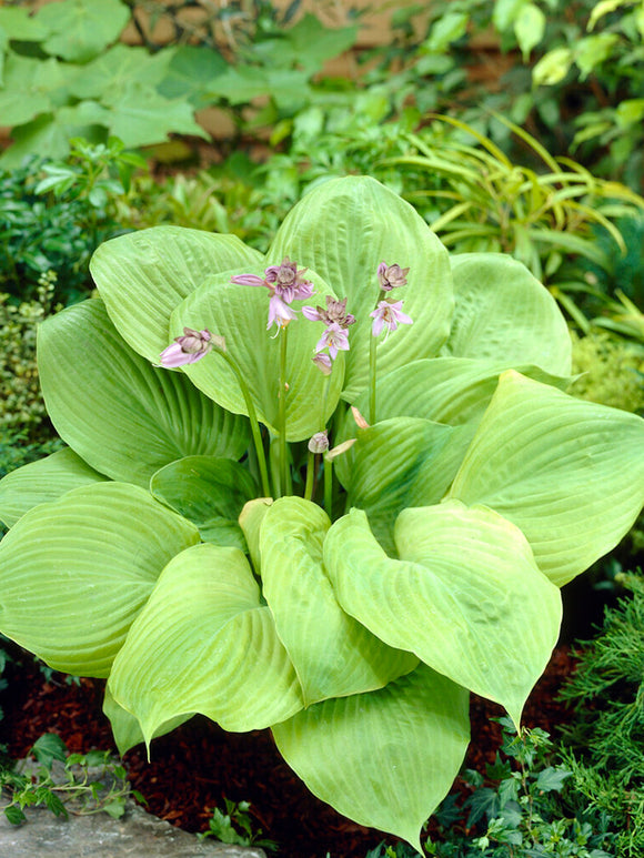 Acheter Hosta Sum and Substance