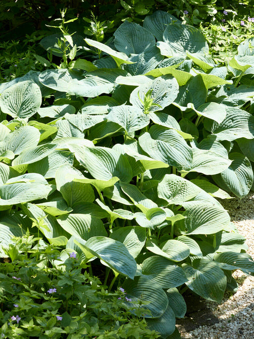 Hosta Sum and Substance