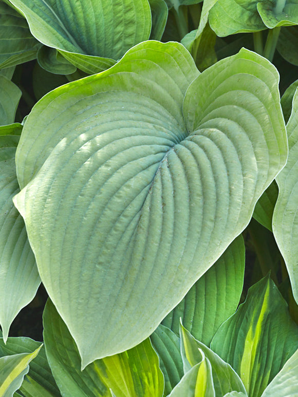 Hosta T-Rex