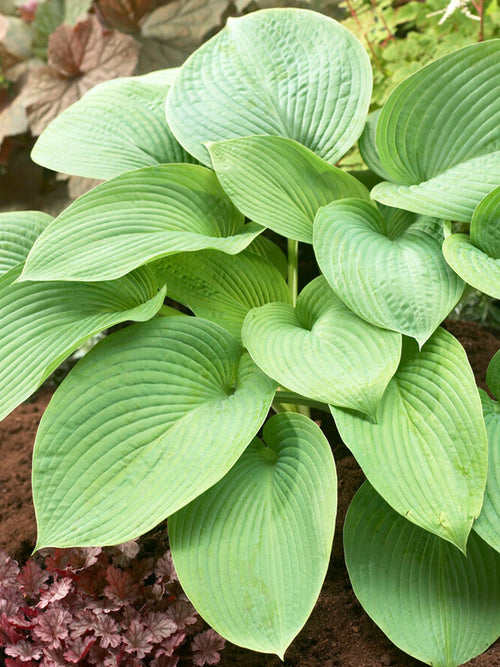 Acheter Hosta T-Rex Racines nues