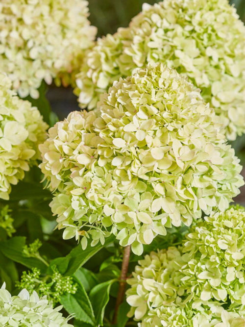 Hortensia Bee Happy