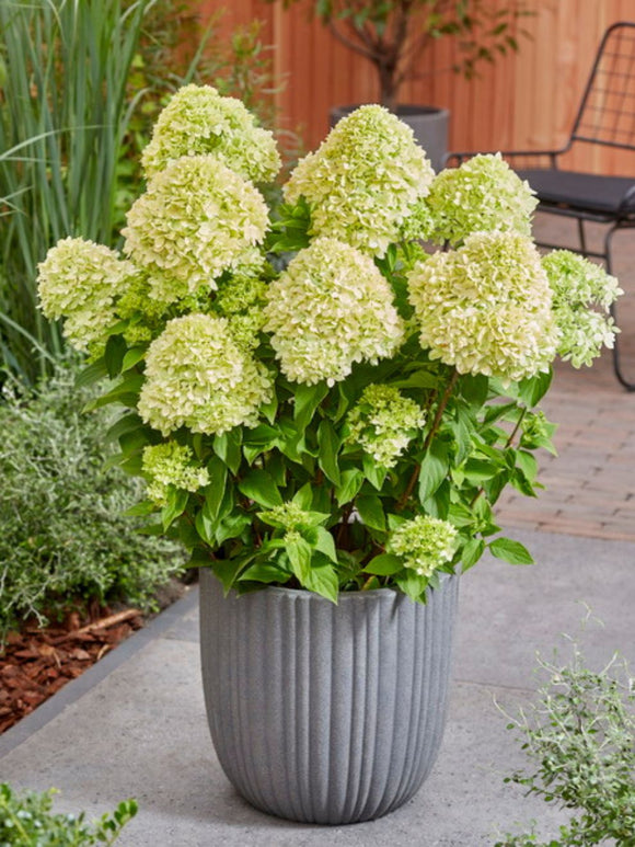 Hortensia Bee Happy