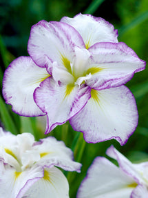 Iris du Japon Light and Dawn