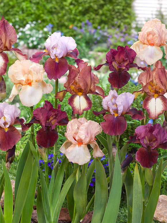 Iris des Jardins New Romantics Collection Rhizomes