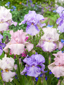 Iris des jardins Pastel Collection