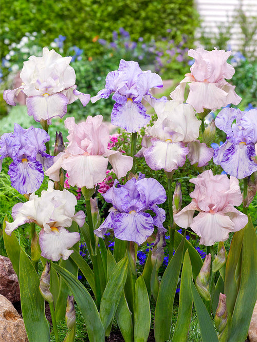 Iris des Jardins Rhizomes de qualité supérieure