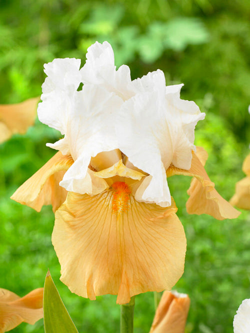 Rhizomes de qualité supérieure Iris germanica Pumpkin Cheesecake