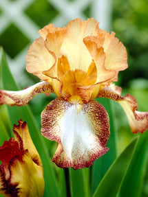 Iris des jardins Siva Siva