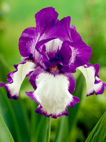 Iris des jardins Stepping Out