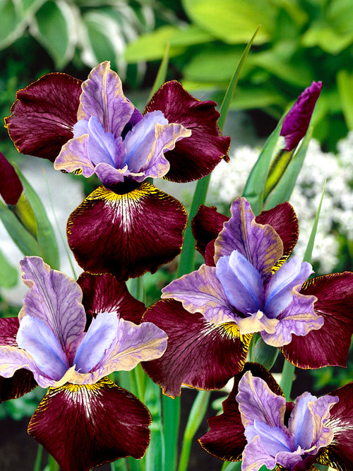 Iris de Sibérie Black Joker