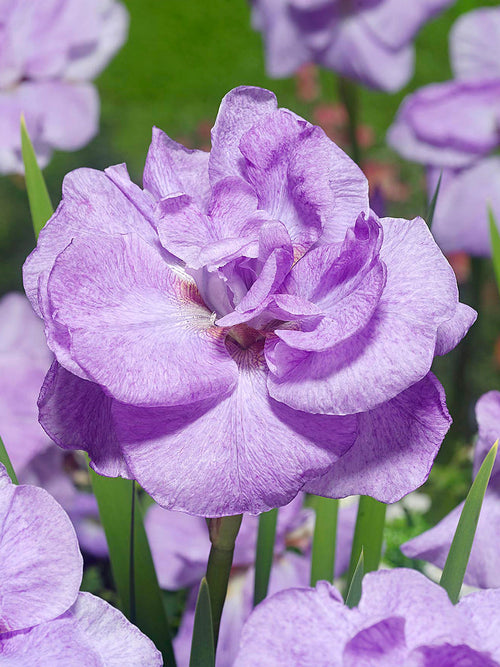 Iris de Sibérie Imperial Opal