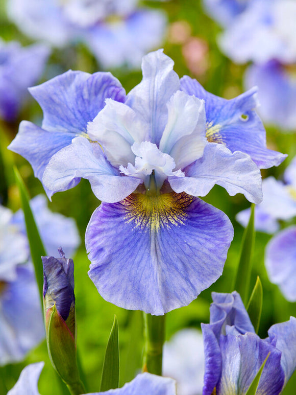 Iris de Sibérie Mission Bay