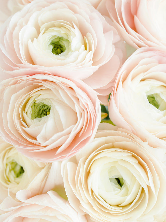 Italian Ranunculus Elegance Bianco Sfumato