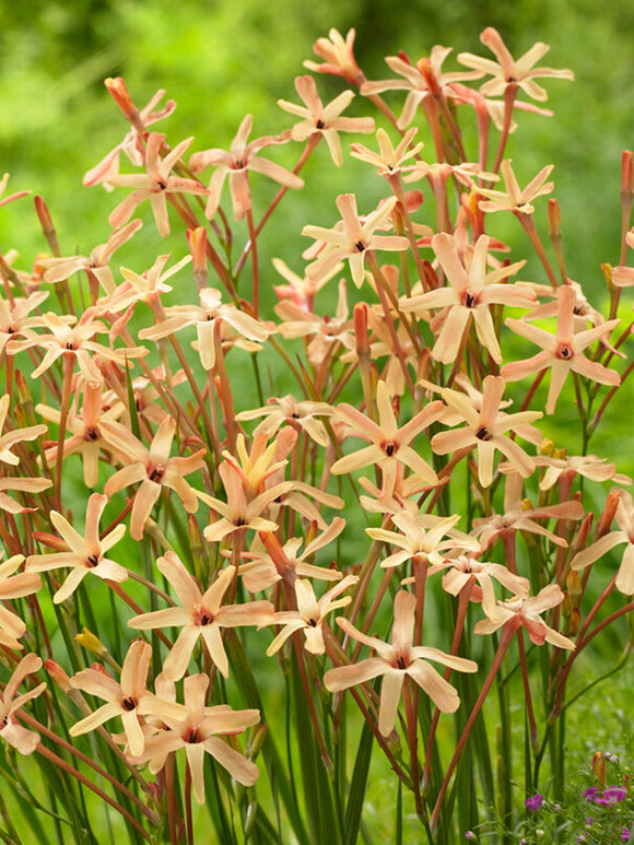 Ixia paniculata Eos expédition vers la France à l'automne