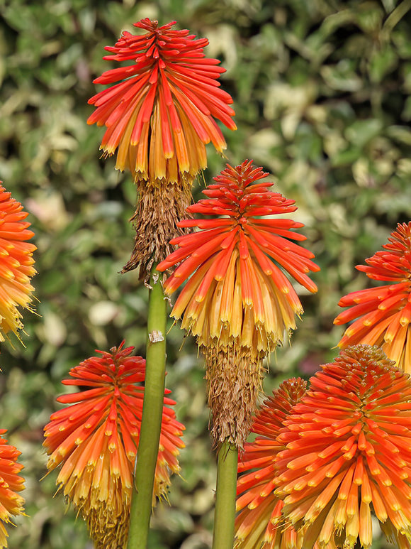 Kniphofia (Tison de Satan, Tritoma) Rooperi de Hollande