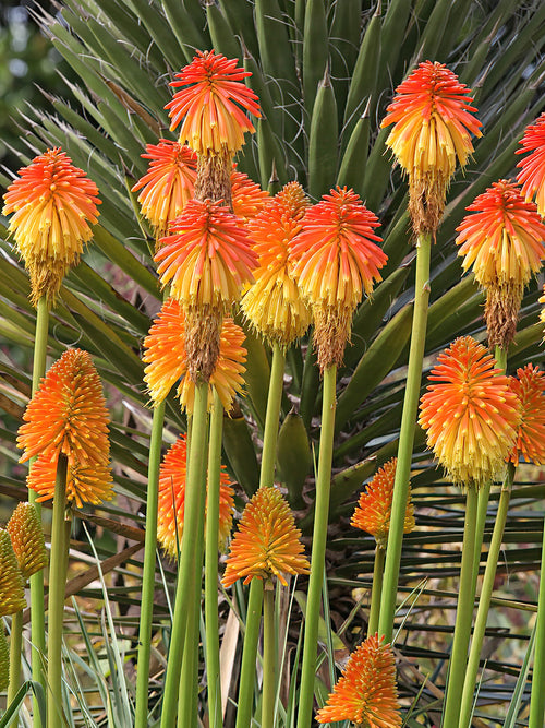 Kniphofia (Tison de Satan, Tritoma) Rooperi - Plantes à racines nues