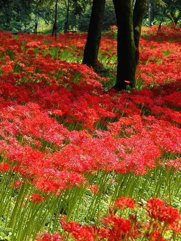 Red Spider Lily (Lycoris radiata)