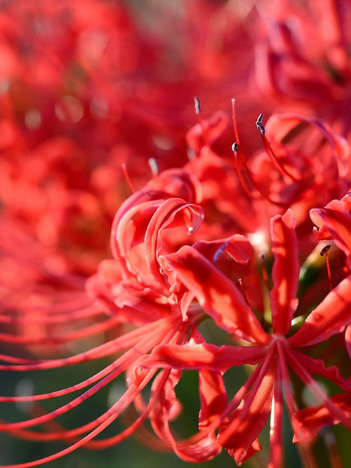 Red Spider Lily (Lycoris radiata)